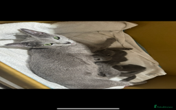 Russian Blue cats for sale: Kittens looking for a forever home  - Image 7