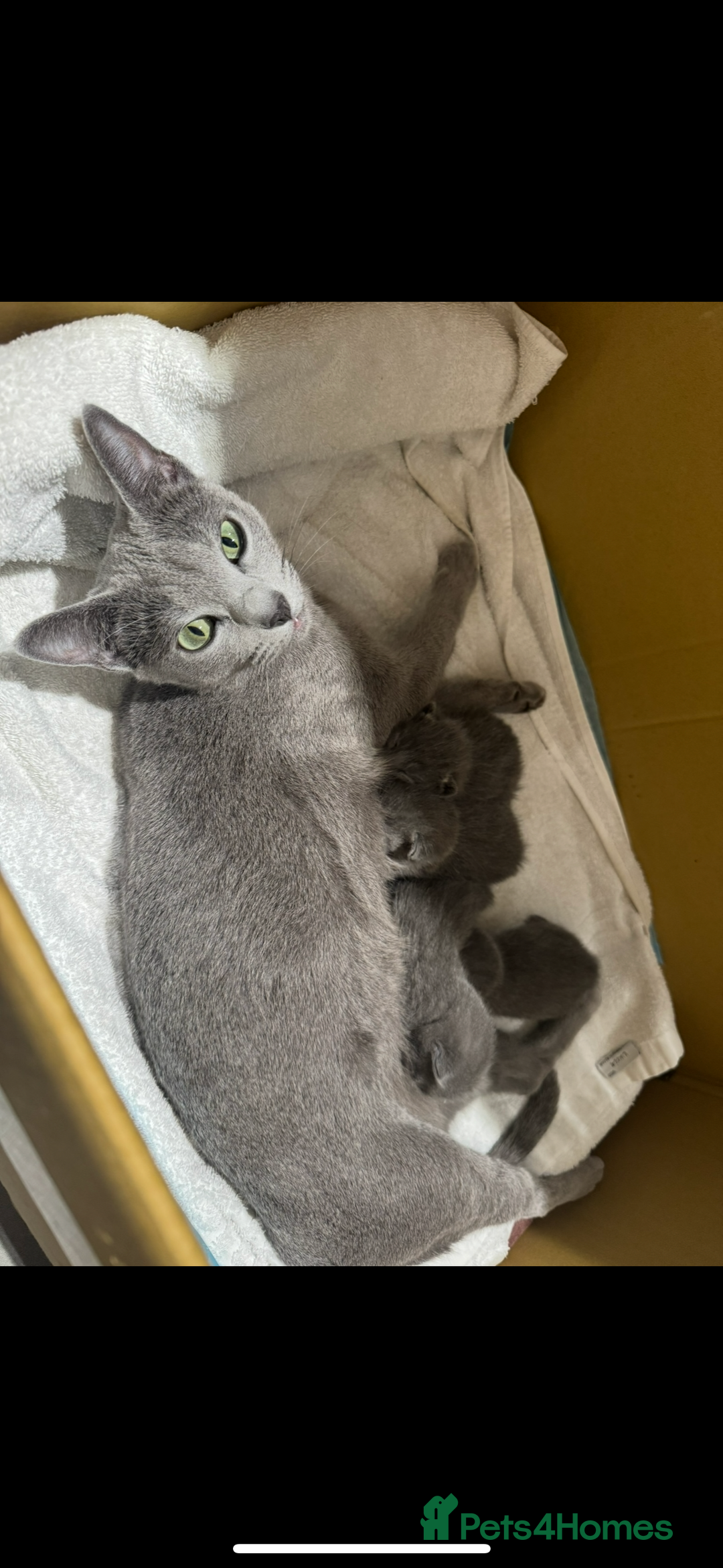 Russian Blue cats for sale: Kittens looking for a forever home  - Image 7
