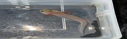 Axolotl reptiles for sale: Axolotl juveniles  - Advert 10