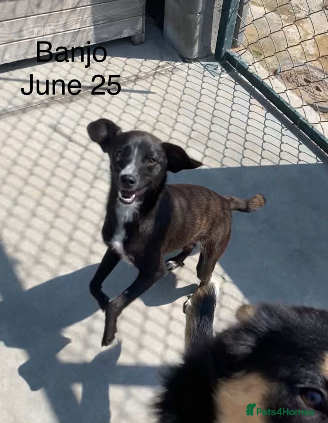 Mixed Breed dogs for adoption: Banjo, 1 yr approx. Available for adoption. - Image 12