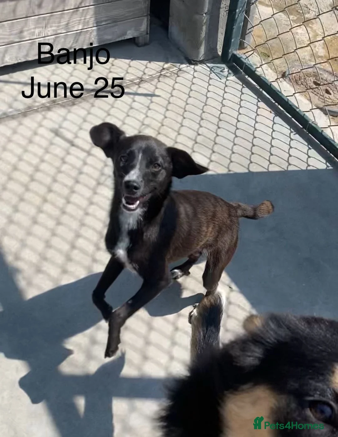 Mixed Breed dogs for adoption: Banjo, 1 yr approx. Available for adoption. - Advert 14