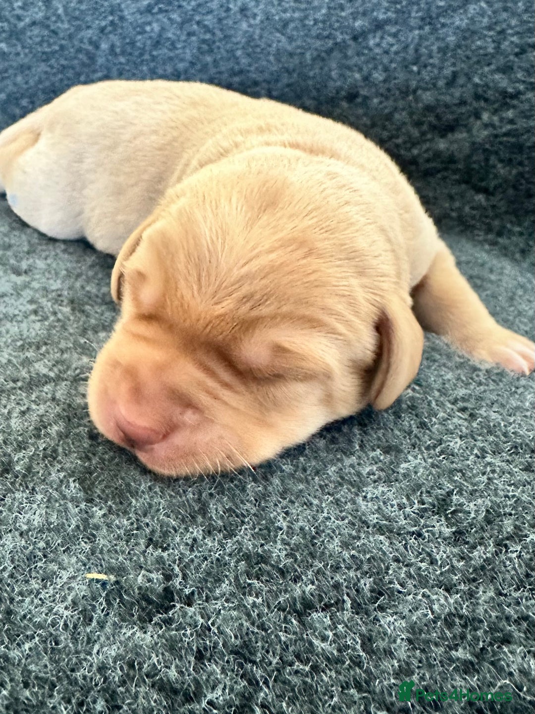 Labrador Retriever dogs for sale: Beautiful Labrador Litter - Advert 7