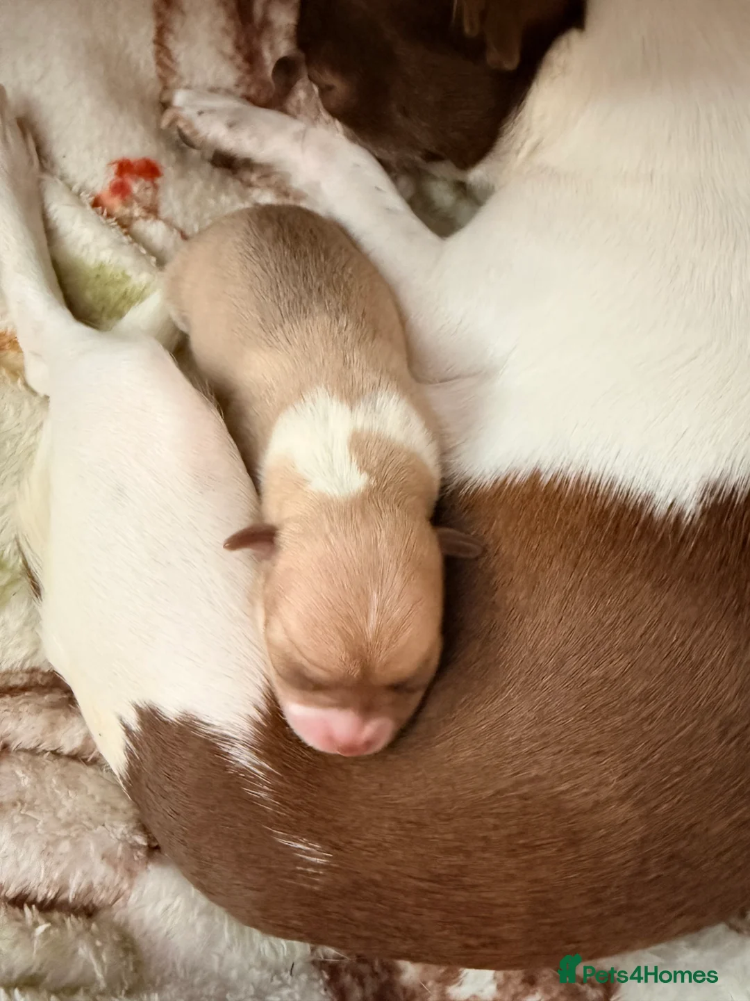Chihuahua dogs for sale: Smooth coat Fawn and White  in Saint Austell - Advert 2