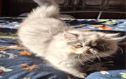 Persian cats for sale: Beautiful  pure bred blue/cream female persian  - Advert 4