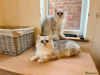 Persian cats Gorgeous Persian Chinchilla Kittens - Advert 2