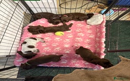 Cocker Spaniel dogs for sale: Working cocker spainel Puppys Ready to leave  - Image 7
