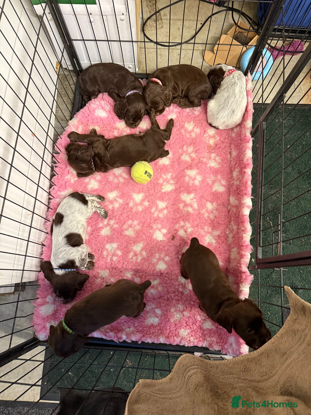 Cocker Spaniel dogs for sale: Working cocker spainel Puppys Ready to leave  - Image 7