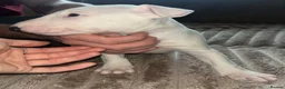Bull Terrier dogs for sale: English bull terrier puppies  - Advert 5