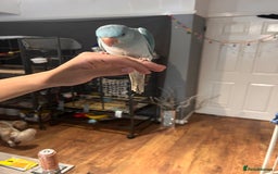Ringnecks birds for sale: Gorgeous Male HandReared Blue Indian Ringneck £550 - Image 10