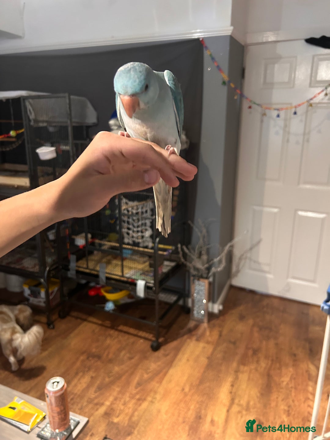 Ringnecks birds for sale: Gorgeous Male HandReared Blue Indian Ringneck £550 - Image 10