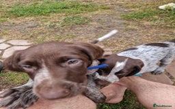 German Shorthaired Pointer dogs for sale: German Shorthair Pointer - Image 8