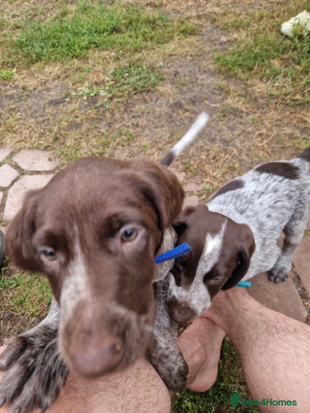 German Shorthaired Pointer dogs for sale: German Shorthair Pointer - Image 8