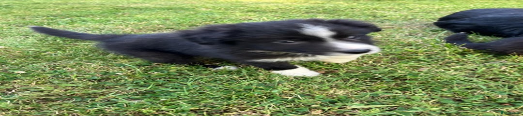 Border Collie Puppy 1