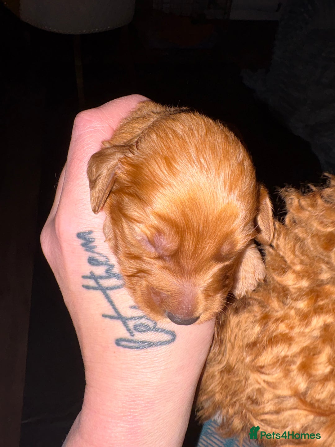 Cockapoo dogs for sale: Outstanding fb1 cockapoo puppies - Advert 8