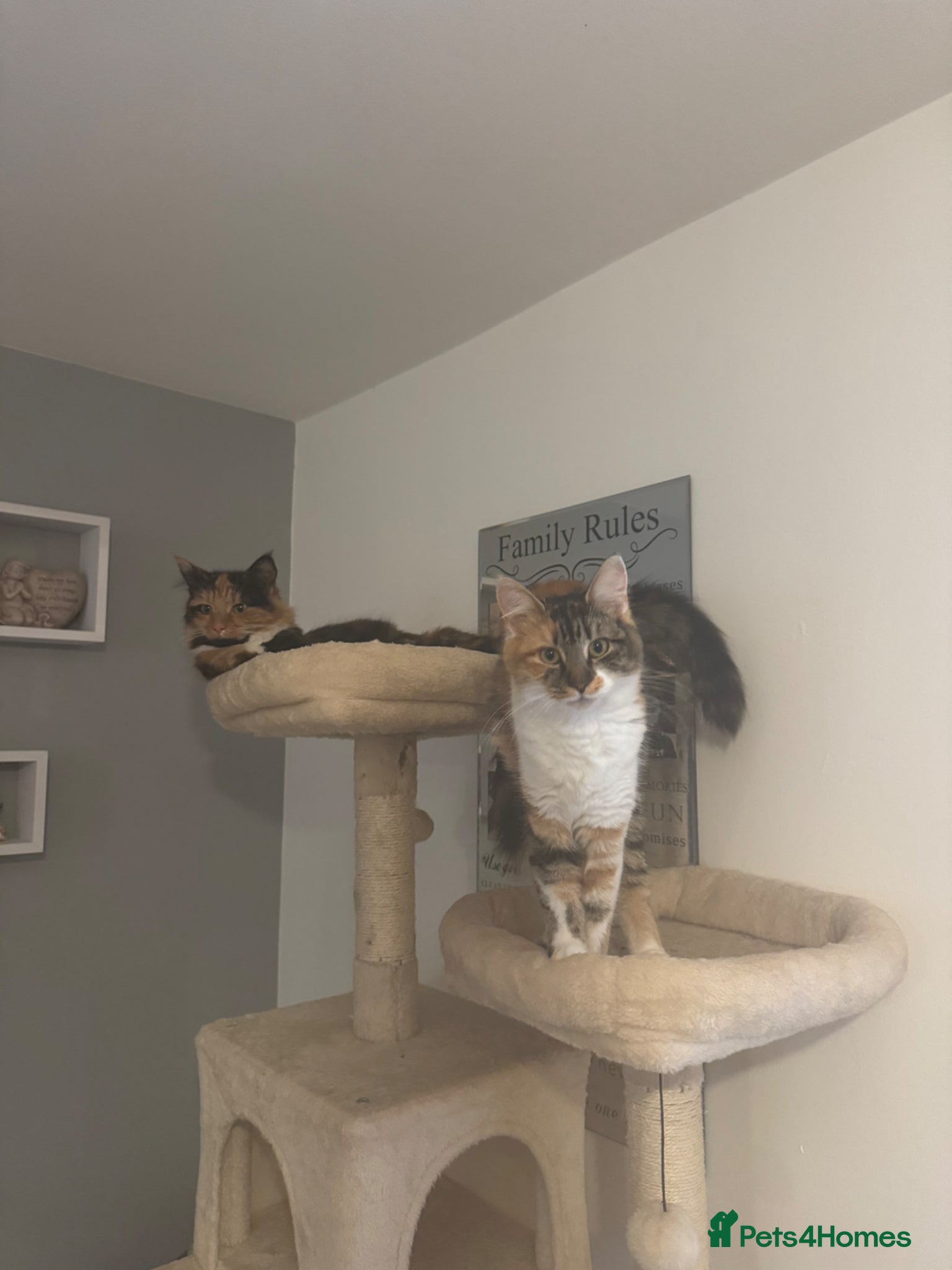 Domestic Shorthair cats for sale: 3 female cats for rehoming  in Stafford - Advert 6