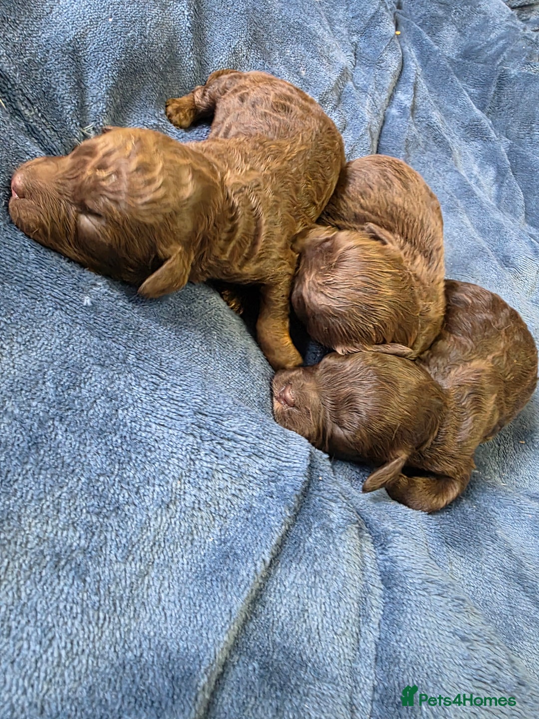 Cockapoo dogs for sale: Cockapoo puppies - Image 13
