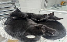 Mixed Breed cats for sale: Tuxedo Kittens  - Image 2