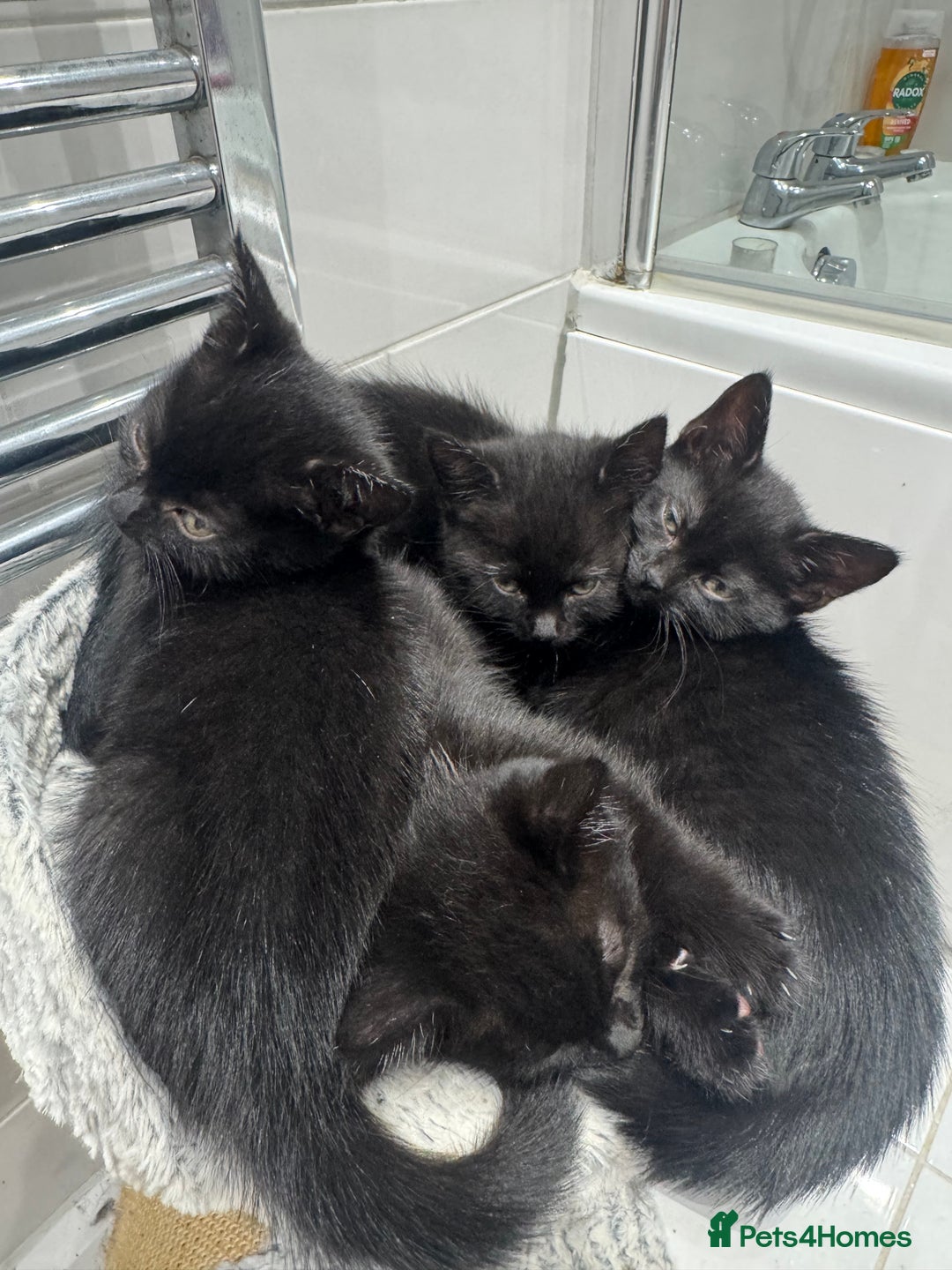 Mixed Breed cats for sale: Tuxedo Kittens  - Image 2
