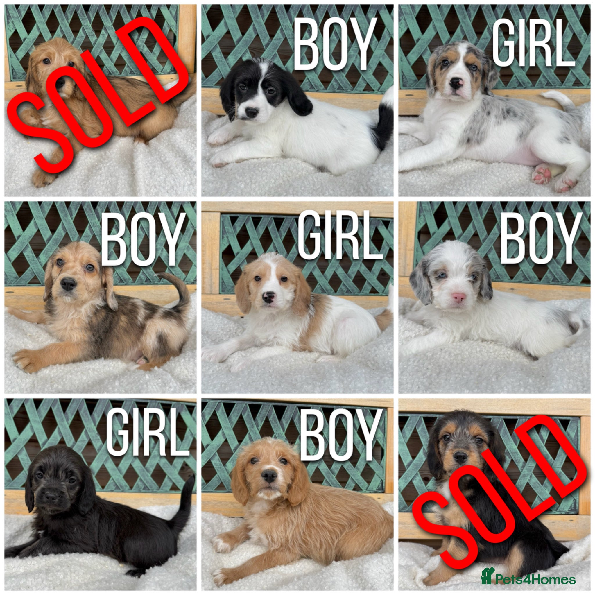 Mixed Breed dogs ⭐️⭐️Poogle Puppies (Beagle x Miniature Poodle)⭐️⭐️ - Advert 1