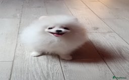 Pomeranian dogs for sale: Handsome Male fluff ball for sale!!🐶🐾 - Image 8