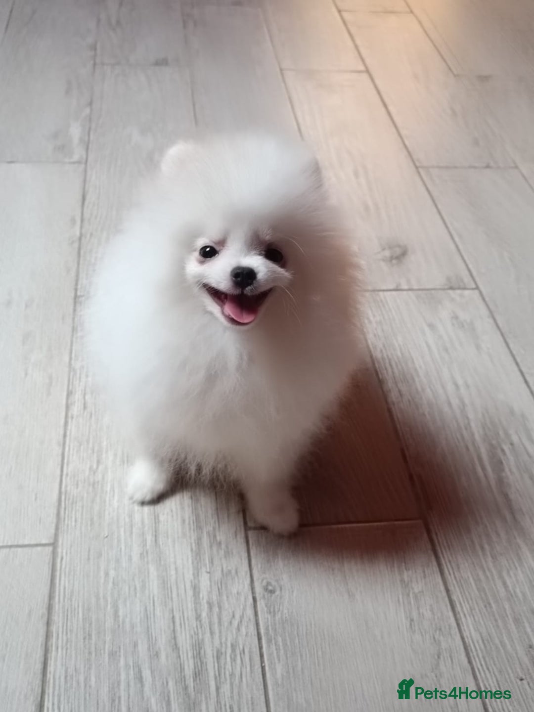 Pomeranian dogs for sale: Handsome Male fluff ball for sale!!🐶🐾 - Image 8