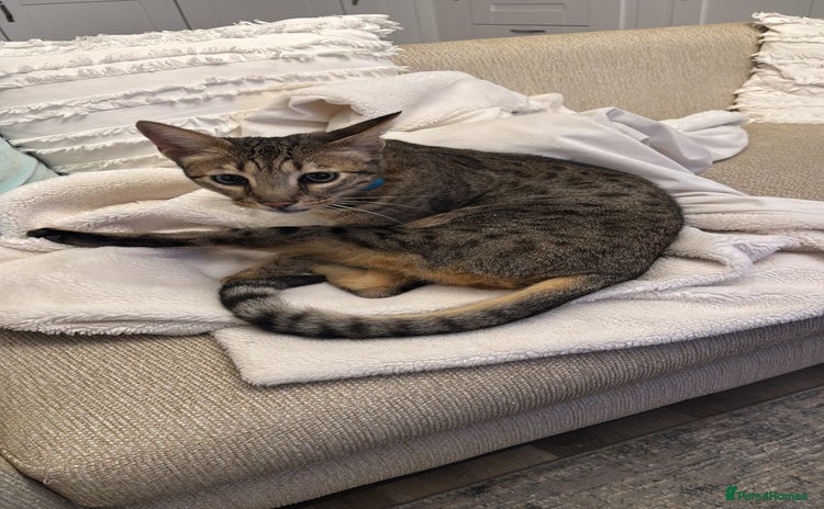 Savannah cats - Advert 1