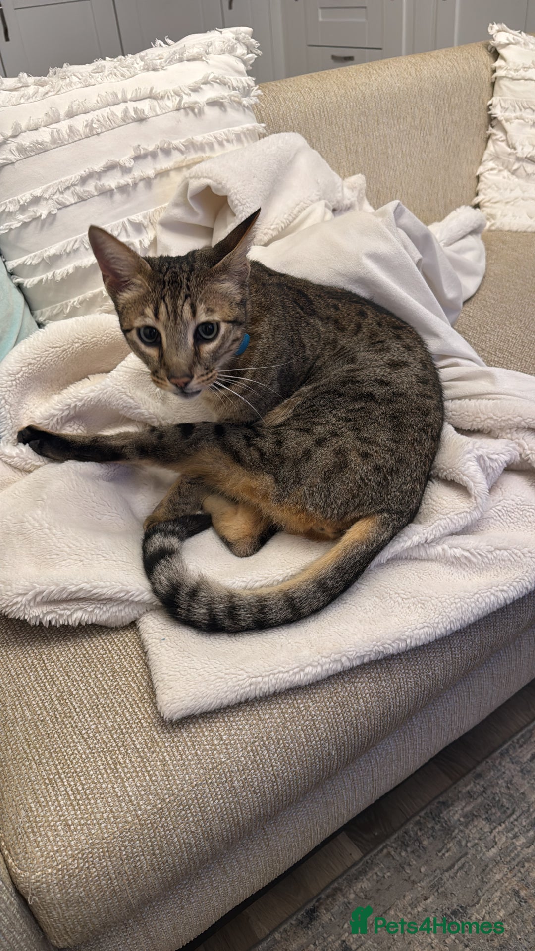 Savannah cats for sale: Savannah Cat looking for a new home  - Image 1