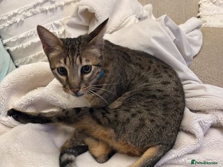 Savannah cats - Advert 33