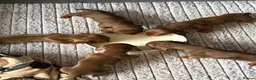 Miniature Dachshund dogs for sale: 🐶🐶🐶❤️❤️❤️❤️miniature Daschund puppies for sale  - Advert 1