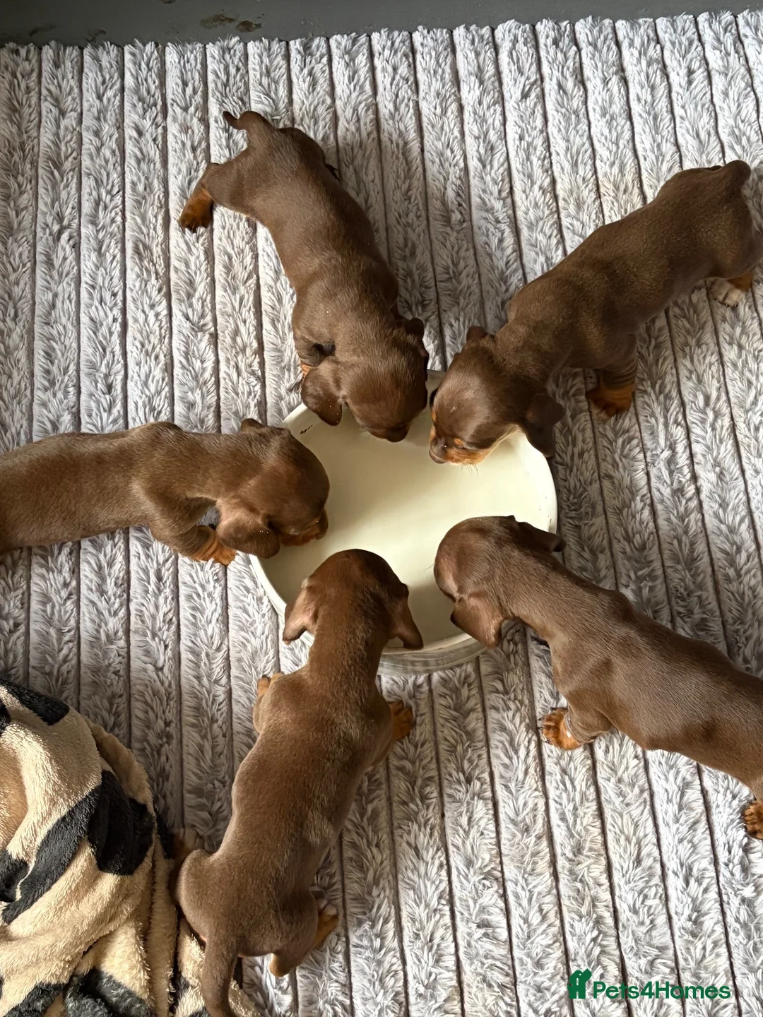 Miniature Dachshund dogs for sale: 🐶🐶🐶❤️❤️❤️❤️miniature Daschund puppies for sale  - Advert 1