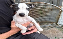 Lurcher dogs for sale: Lurcher - Image 8