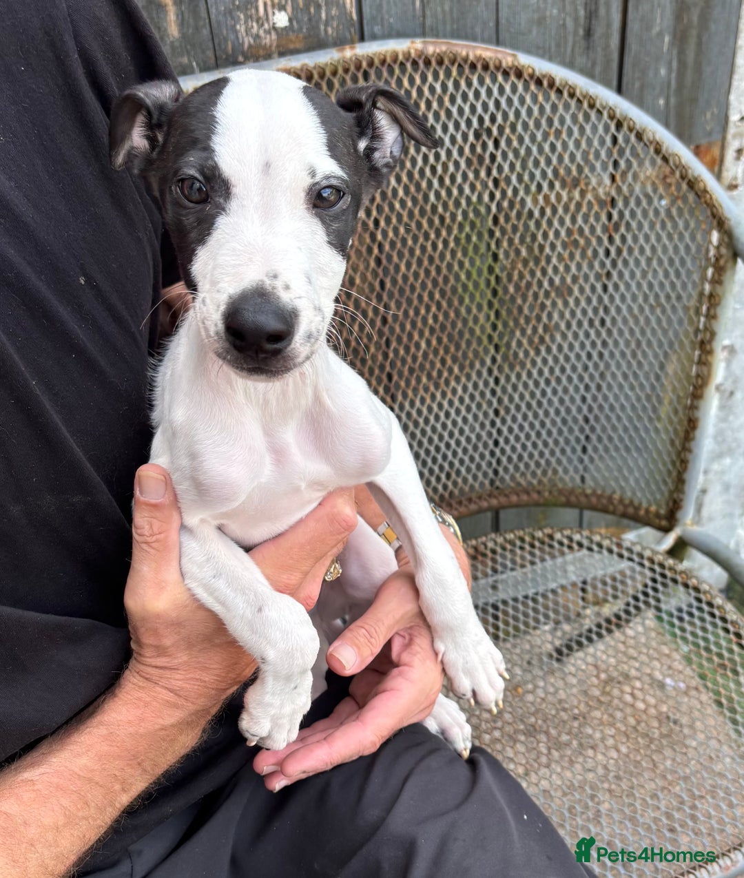 Lurcher dogs for sale: Lurcher - Image 8