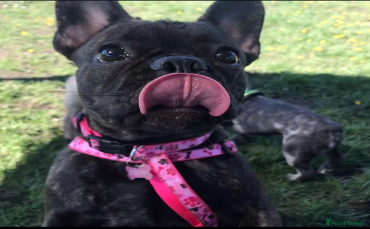 French Bulldog dogs - Advert 1