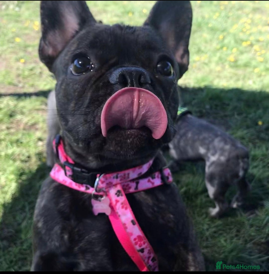 French Bulldog dogs for stud: Female Fenchie looking for stud - Image 1