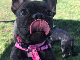 French Bulldog dogs - Advert 38