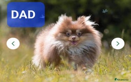 Pomeranian dogs for sale: Solid chocolate KC female  - Image 3