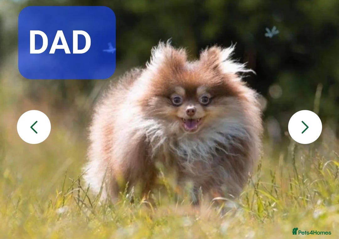 Pomeranian dogs for sale: Solid chocolate KC female  - Image 3