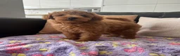 Toy Poodle dogs for sale: KC Toy Poodle- Only one left - Advert 4