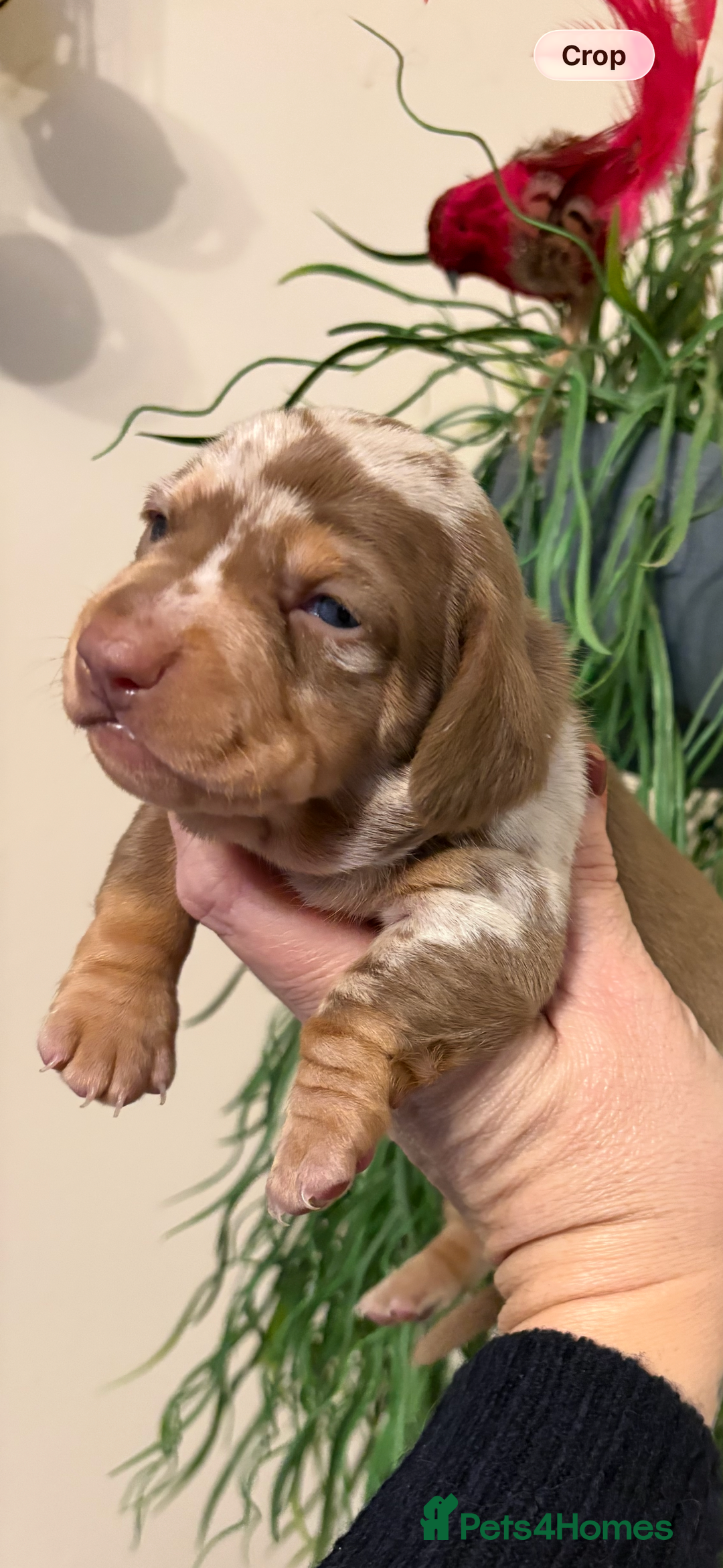 Dachshund dogs for sale: Stunning  pedigree miniature dauchound puppies  - Advert 8