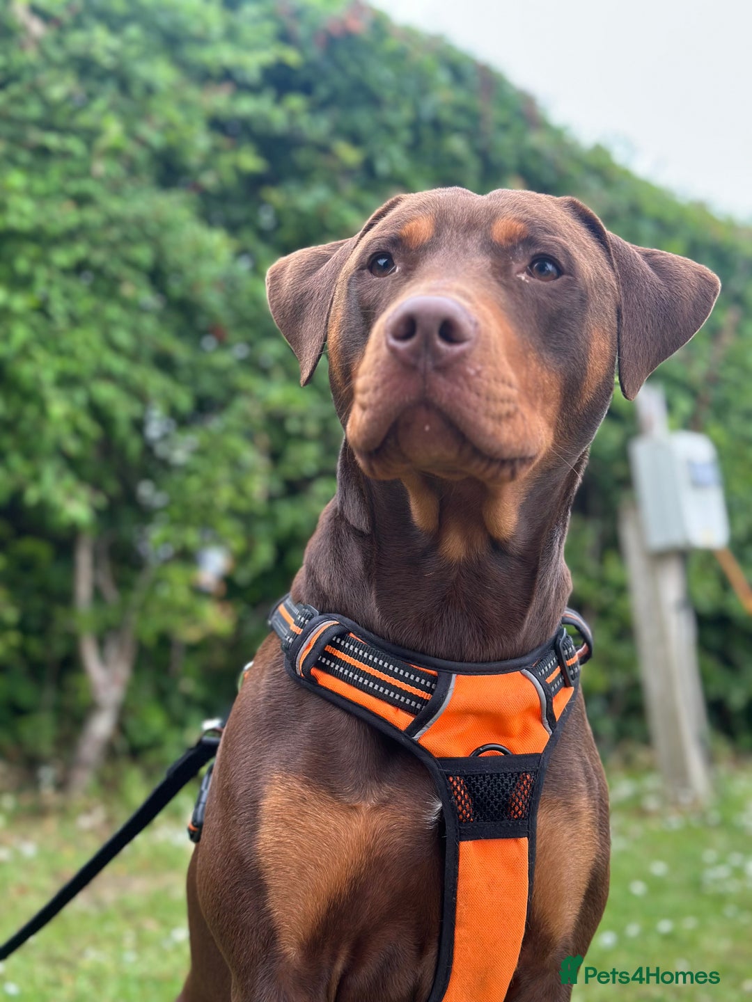 Mixed Breed dogs for sale: Doberman cross staff  - Advert 1