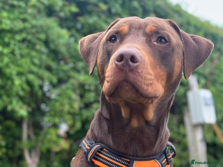 Mixed Breed dogs Doberman cross staff - Advert 4