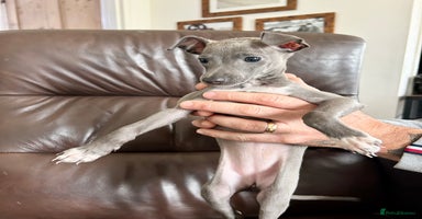 Italian Greyhound dogs - Advert 10