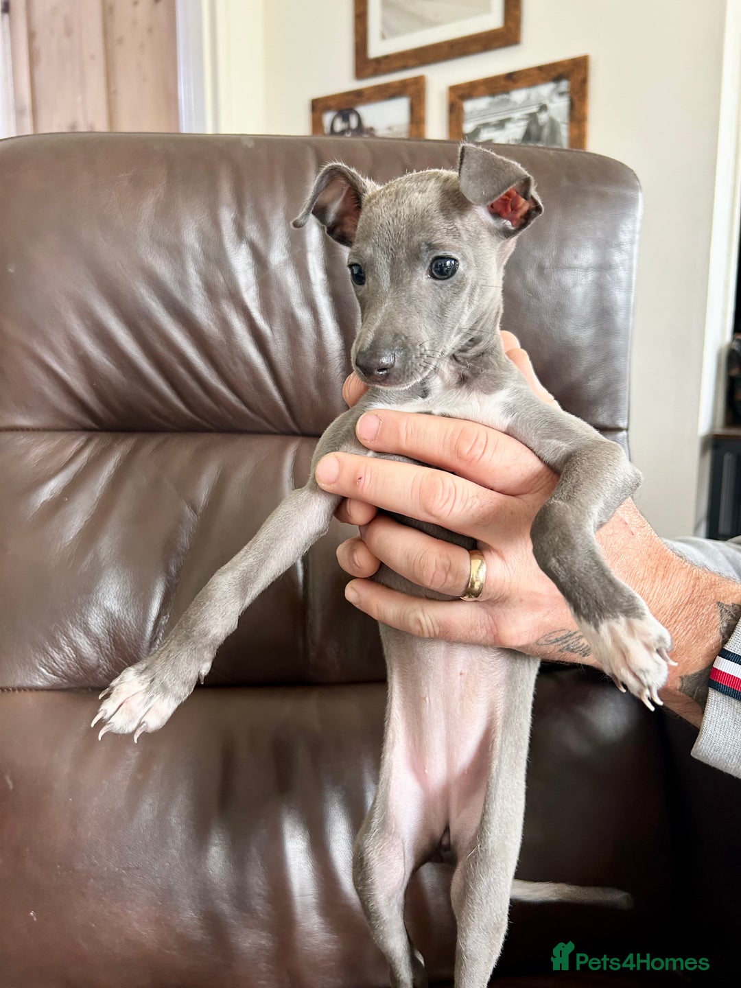 Italian Greyhound dogs for sale: Exceptional Italian Greyhound bitch puppy for sale - Image 2
