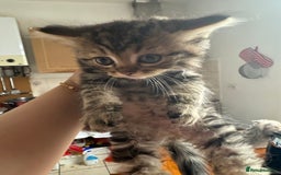 Mixed Breed cats for sale: Cats for sale - Image 5