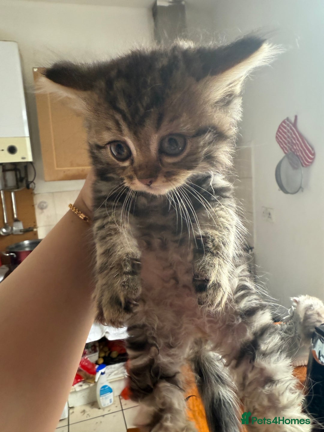 Mixed Breed cats for sale: Cats for sale - Image 5