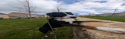 Mixed Breed dogs for sale: The Ultimate Sweet & Gentle Companion in Corsham - Advert 4