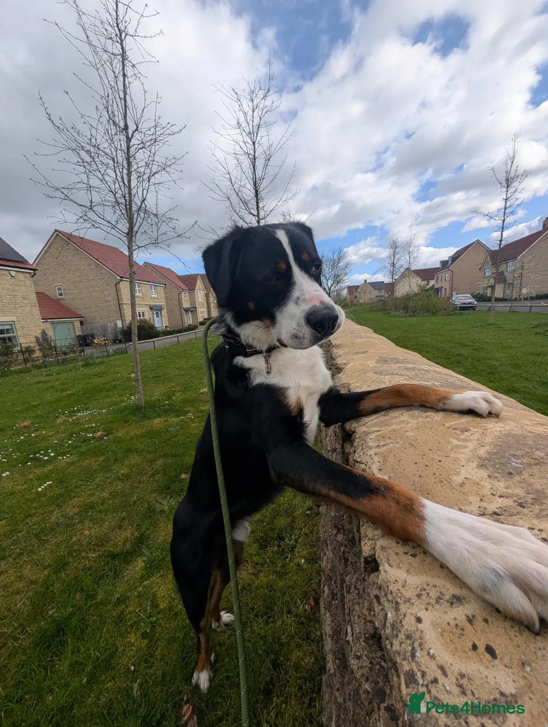 Mixed Breed dogs for sale: The Ultimate Sweet & Gentle Companion in Corsham - Advert 4