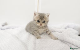 British Shorthair cats for sale: 🐾Pedigree British Shorthair Kittens – GCCF REG🐾 - Image 12
