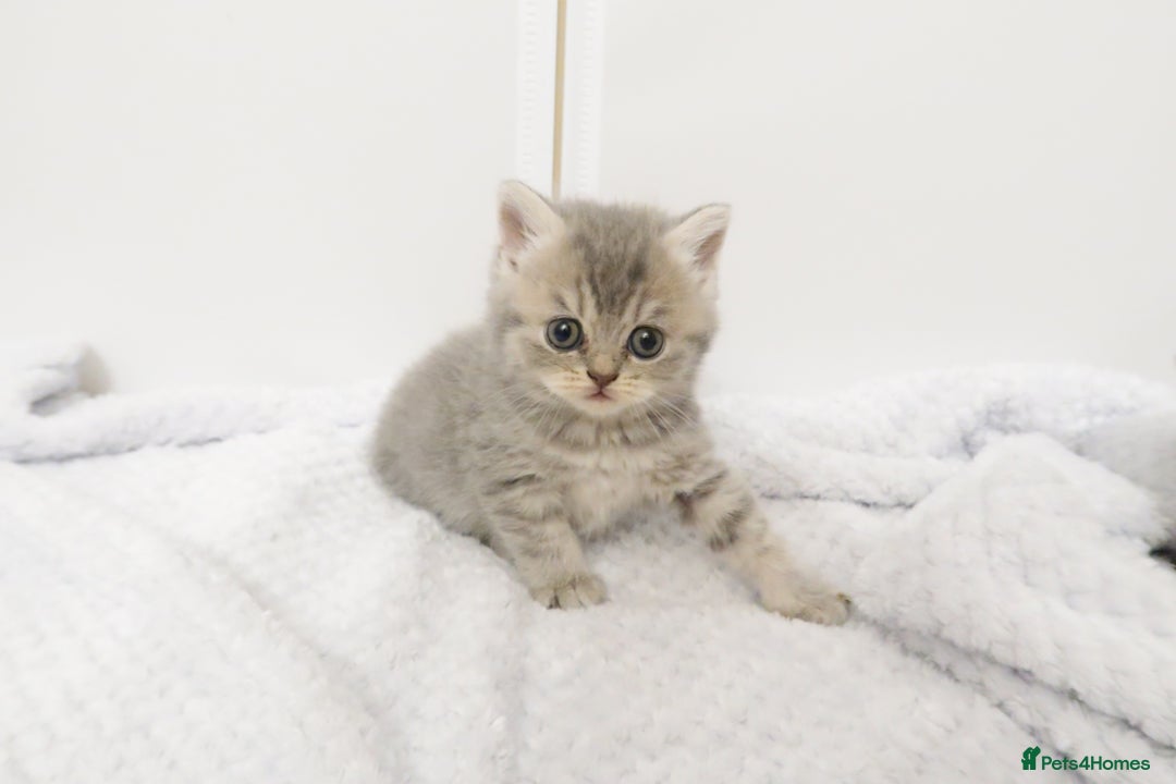 British Shorthair cats for sale: 🐾Pedigree British Shorthair Kittens – GCCF REG🐾 - Image 12