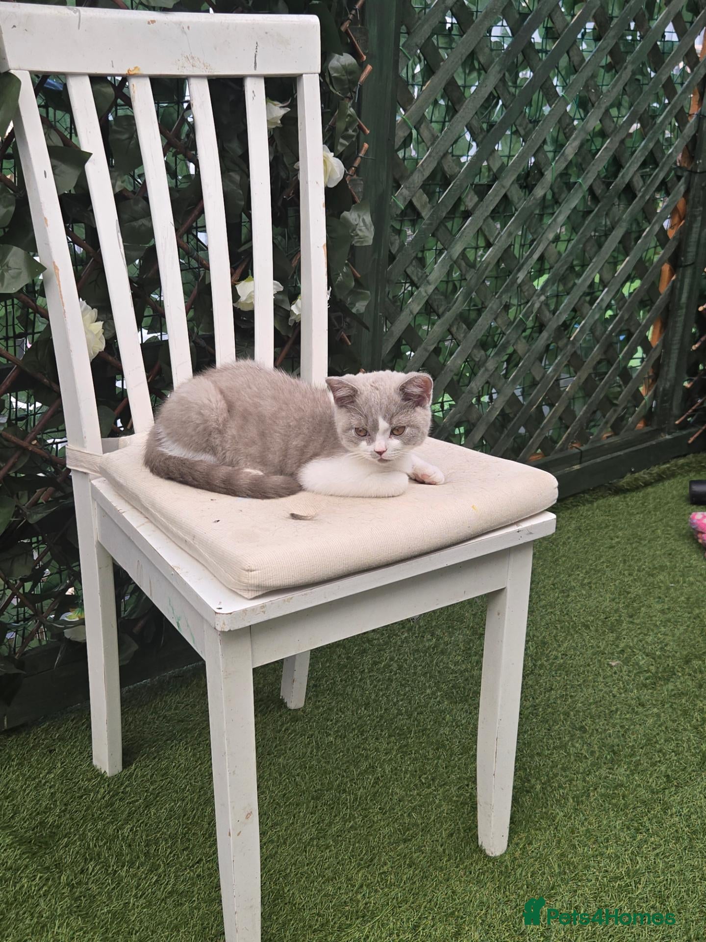 British Shorthair cats Bi colour britishshort  - Advert 8